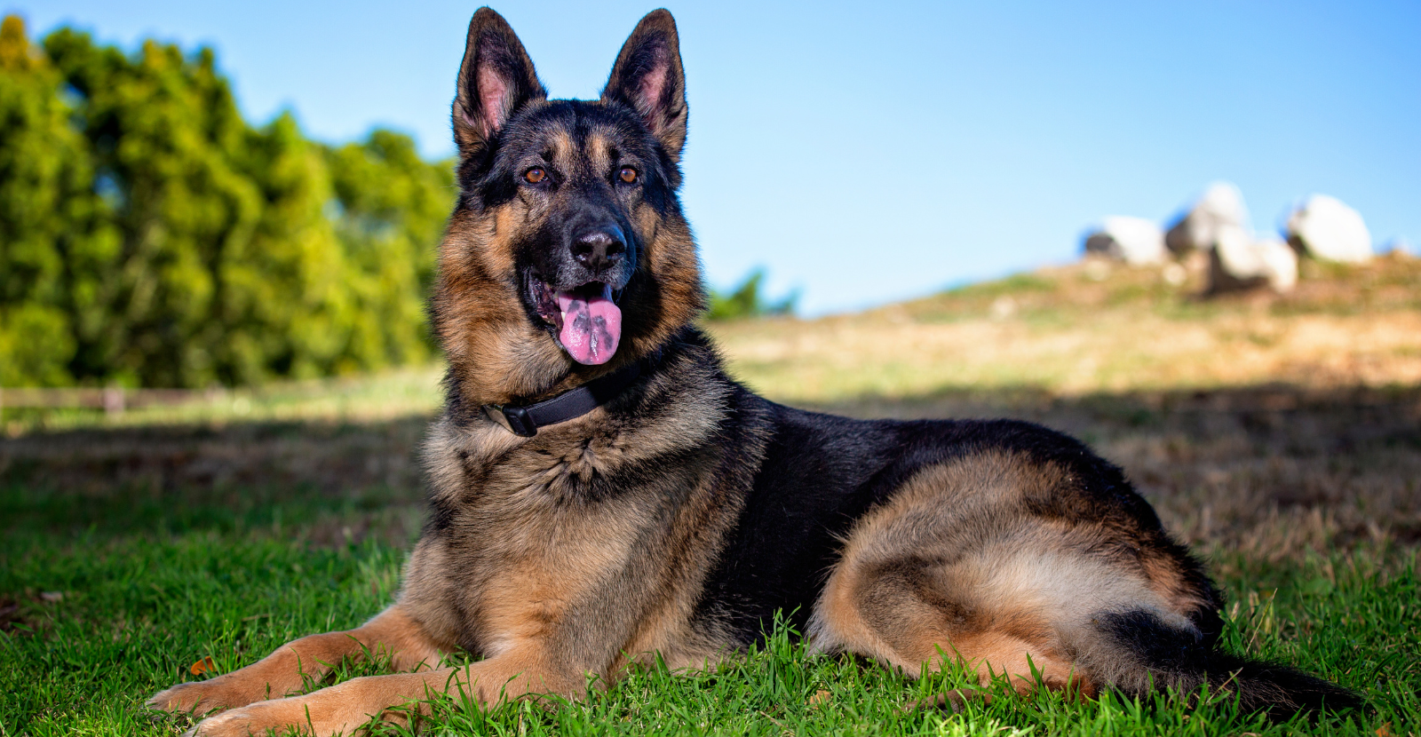 Joint supplements 2024 for german shepherds